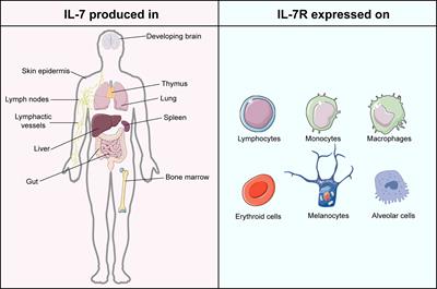 IL-7: A promising adjuvant ensuring effective T cell responses and memory in combination with cancer vaccines?